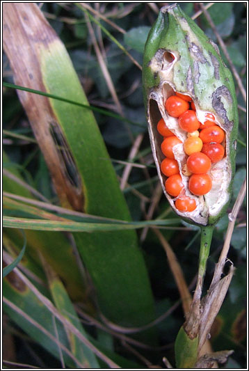 Stinking Iris, Iris foetidissima