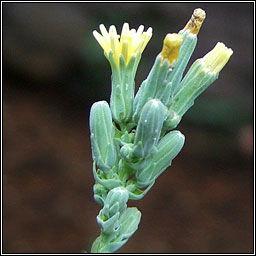 Prickly Lettuce, Lactuca serriola