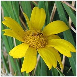 Corn Marigold, Chrysanthemum segetum, Glebionis segetum