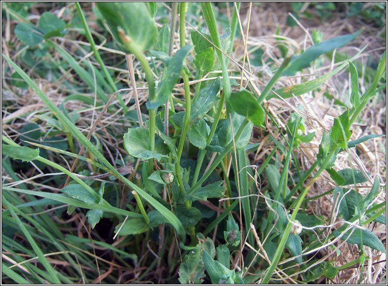 Corn Marigold, Chrysanthemum segetum, Glebionis segetum