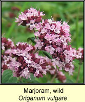Marjoram, Wild, Origanum vulgare