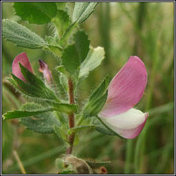 Common Restharrow, Ononis repens