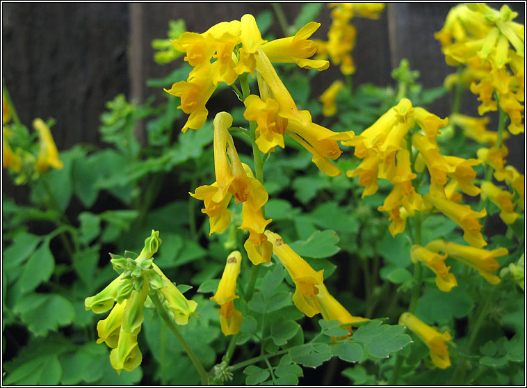 Yellow Corydalis, Pseudofumaria lutea