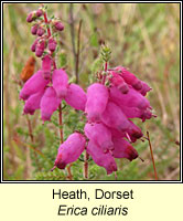 Heath, Dorset, Erica ciliaris
