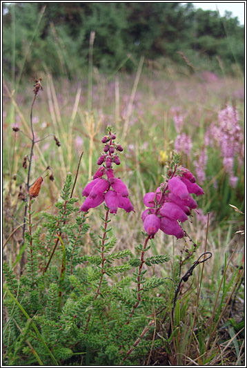 Dorset Heath, Erica ciliaris
