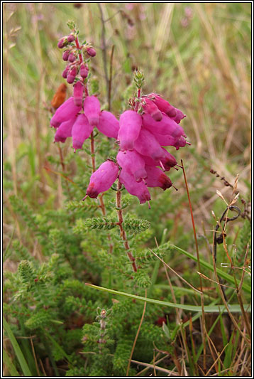 Dorset Heath, Erica ciliaris
