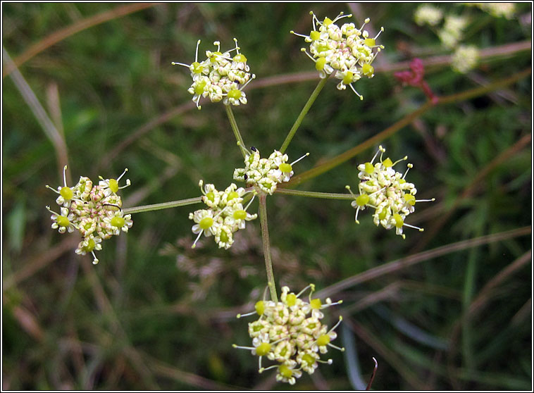 Pepper-saxifrage, Silaum silaus