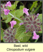 Basil, Wild, Clinopodium vulgare