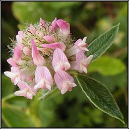 Knotted Clover, Trifolium striatum