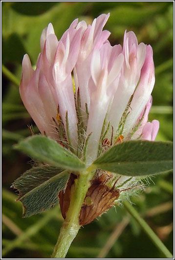 Knotted Clover, Trifolium striatum