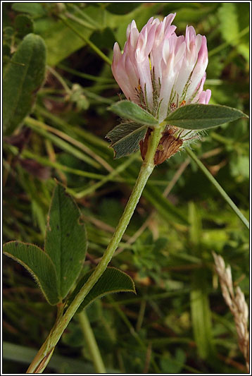 Knotted Clover, Trifolium striatum