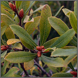 Bog-myrtle, Myrica gale