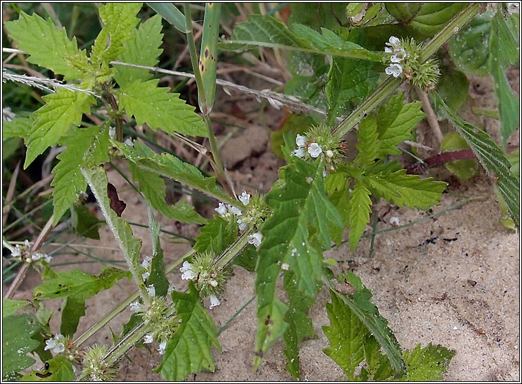 Gipsywort, Lycopus europaeus