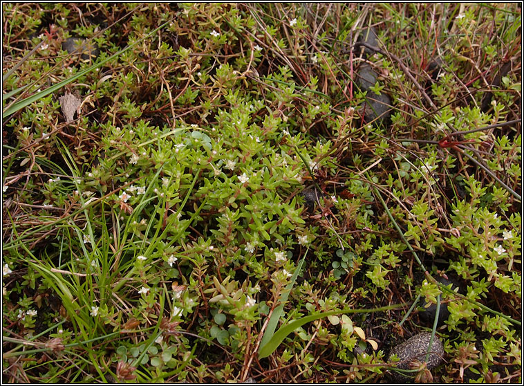 New Zealand Pigmyweed, Crassula helmsii