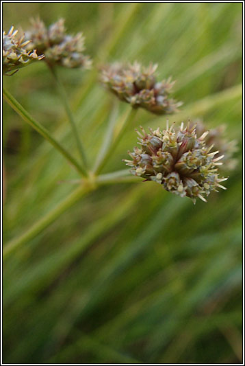 Parsley Water-dropwort, Oenanthe lachenalii