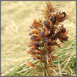 Western Gorse, Ulex gallii