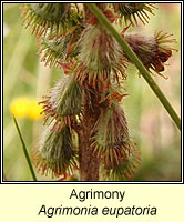 Agrimony, Agrimonia eupatoria