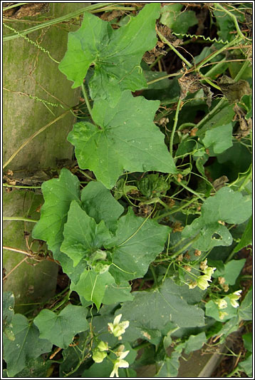 White Bryony, Bryonia dioica