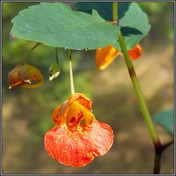 Orange Balsam, Impatiens capensis