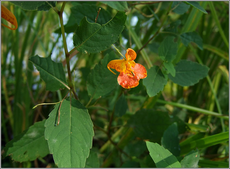 Orange Balsam, Impatiens capensis