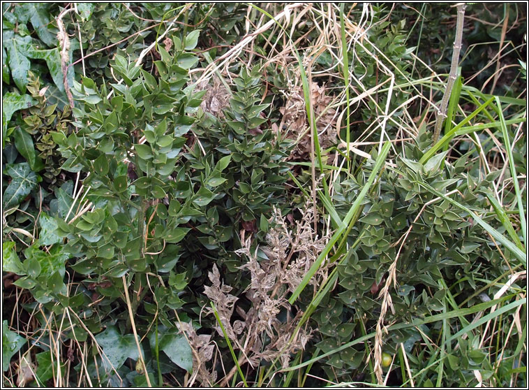 Butcher's Broom, Ruscus aculeatus