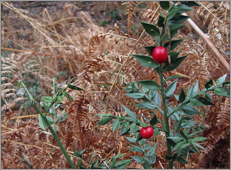 butchers broom ruscus