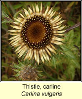 Thistle, carline, Carlina vulgaris