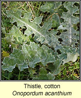 Thistle, cotton, Onopordum acanthium
