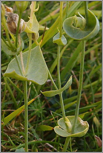 Yellow-wort, Blackstonia perfoliata