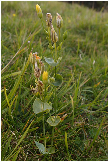 Yellow-wort, Blackstonia perfoliata