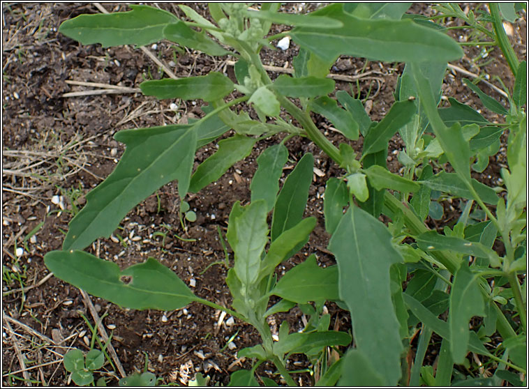 Fig-leaved Goosefoot, Chenopodium ficifolium