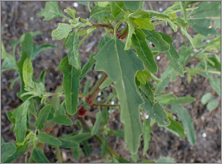 Fig-leaved Goosefoot, Chenopodium ficifolium