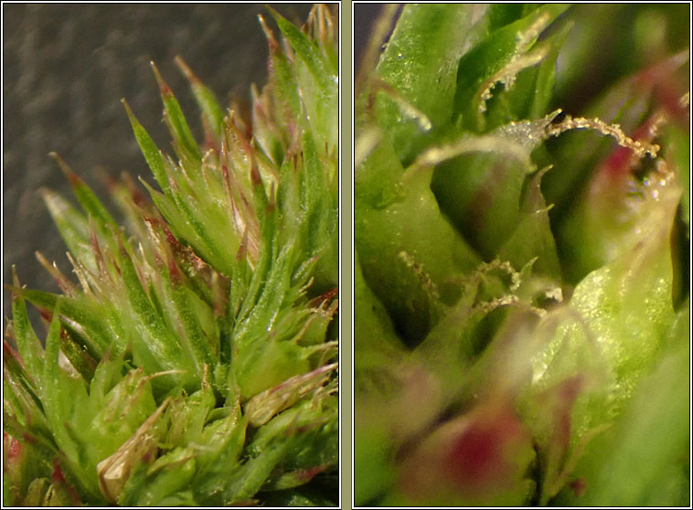 Green Amaranth, Amaranthus hybridus