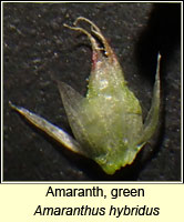 Amaranth, green, Amaranthus hybridus