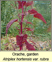 Orache, garden, Atriplex hortensis var rubra