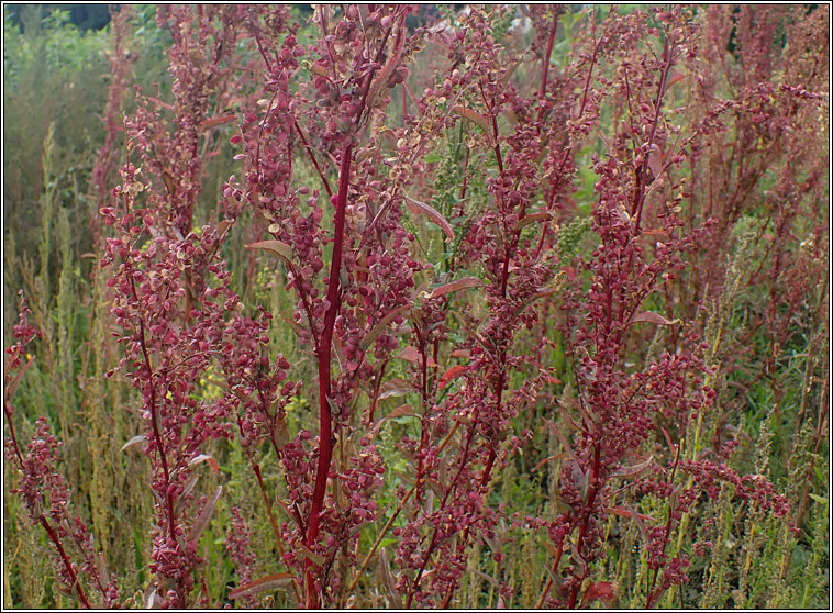 Garden Orache, Atriplex hortensis var rubra