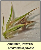 Amaranth, Powell's, Amaranthus powellii