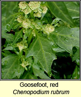 Goosefoot, red, Chenopodium rubrum