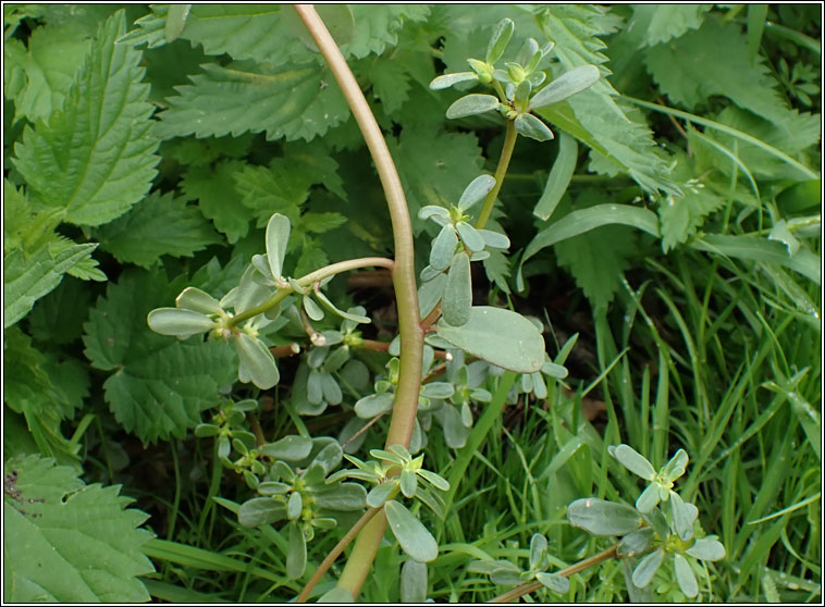 Common Purslane, Portulaca oleracea