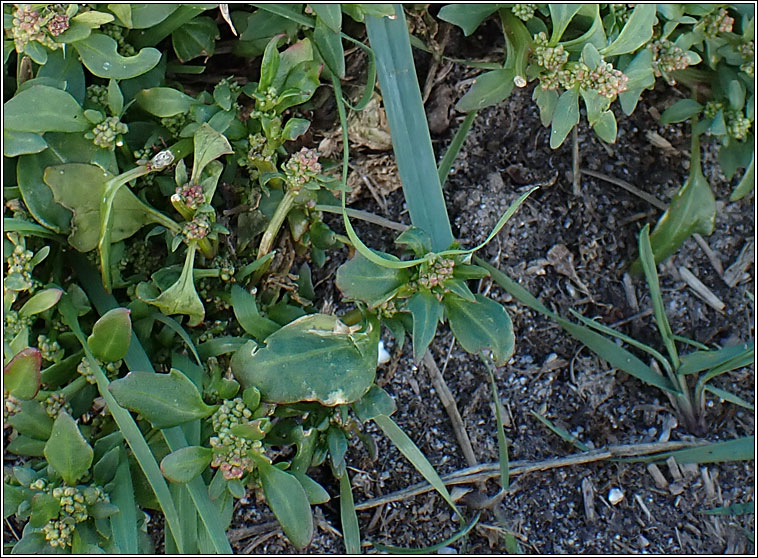 Chenopodium rubrum var pseudobotryoides