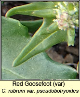 Goosefoot, red (var), Chenopodium rubrum var pseudobotryoides