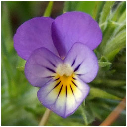 Wild Pansy, Viola tricolor