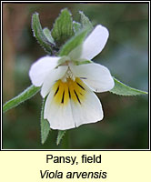 Pansy, field, Viola arvensis