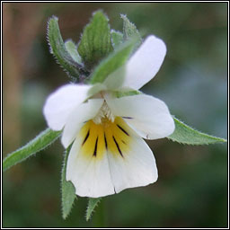Field Pansy, Viola arvensis