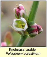 Knotgrass, arable, Polygonum agrestinum
