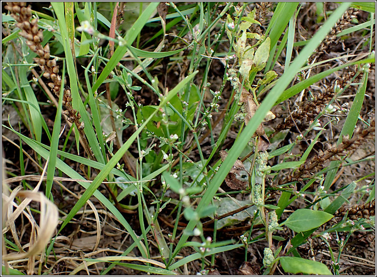 Arable Knotgrass, Polygonum agrestinum