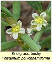 Knotgrass, bushy, Polygonum polychnemiforme