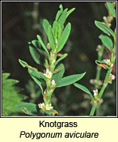 Knotgrass, Polygonum aviculare