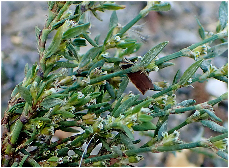 Knotgrass sp, Polygonum parvulum