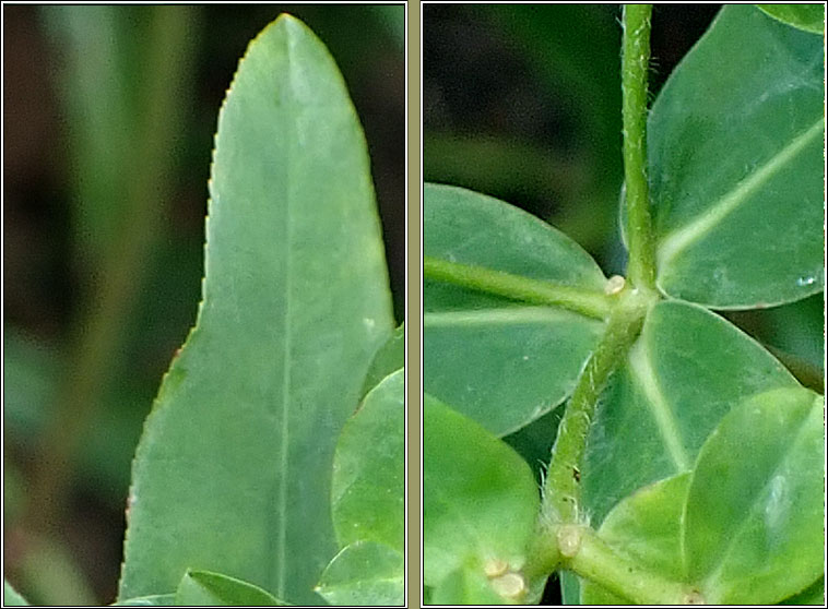 Balkan Spurge, Euphorbia oblongata